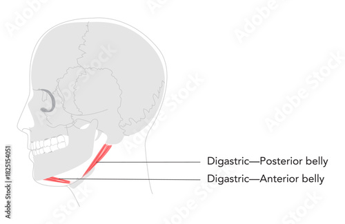 Digastric anterior posterior belly - Upper section of Suprahyoid muscle depicted in detailed labeled chart, assists in opening the jaw and elevates hyoid bone, important for medical teaching