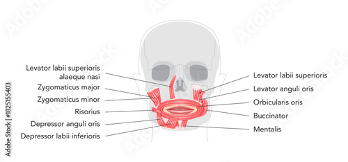 Oral muscles anatomy diagram, labeled structures include orbicularis oris, zygomaticus major, zygomaticus minor, risorius, buccinator, mentalis, levator labii, depressor oris, educational reference