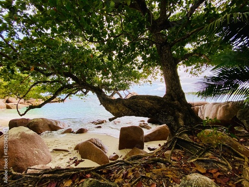 old tree at the beach