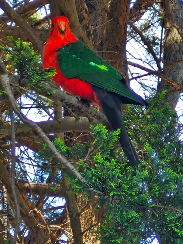 Australian King-Parrot
