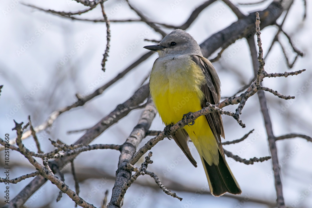 Obraz premium Western Kingbird