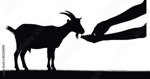 Silhouette of goat eating from human hands on grass, symbolizing care, feeding, domestication, compassion, and rural farm interaction scene.