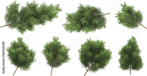 Realistic pine tree branch illustrations isolated on white background, ideal for botanical design, winter decor, nature themes, and seasonal artwork.