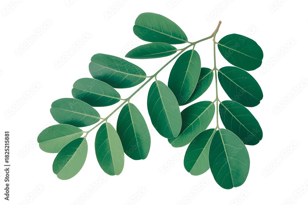 Naklejka premium green leaves isolated on white