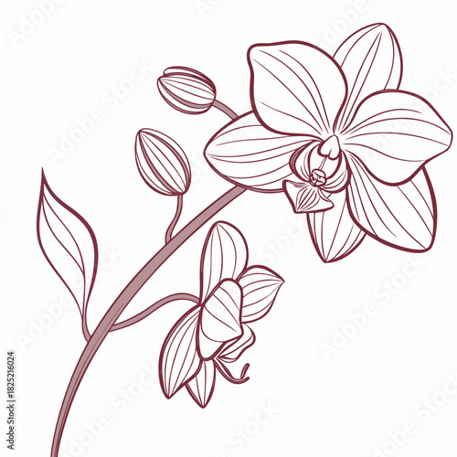 Orchid Flower