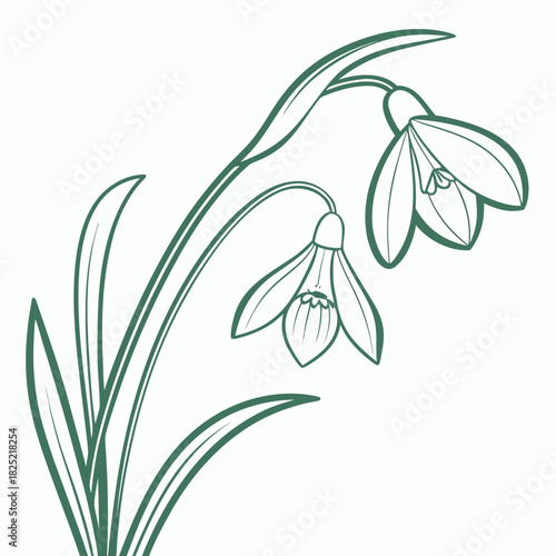 Snowdrop Flower 3
