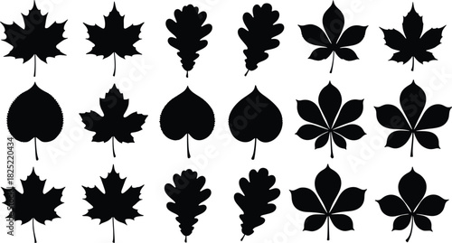 Black leaf silhouettes, botanical illustration, nature icons, foliage shapes, tree leaves, plant design, vector graphic, isolated leaves, educational reference, stock image