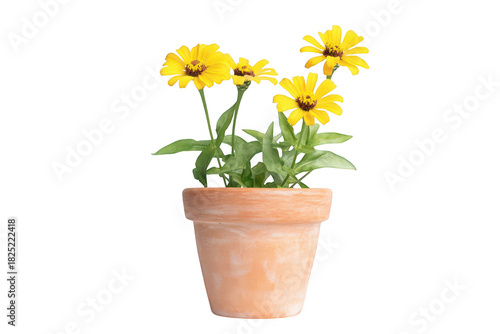Wallpaper Mural A display of yellow flowers blooming in a terracotta pot. set against a clean white background. perfect for gardening enthusiasts and nature-themed projects Torontodigital.ca