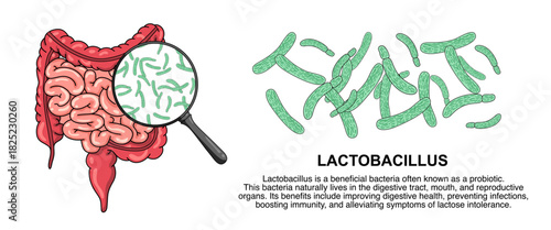 Illustration of lactobacillus bacteria. Good bacteria in the human body. Probiotic micro organisms. vector illustration for medical posters, treatment, or clinics.