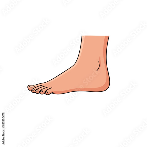 Cartoon Illustration of a Human Foot, Showing Toes and Ankle