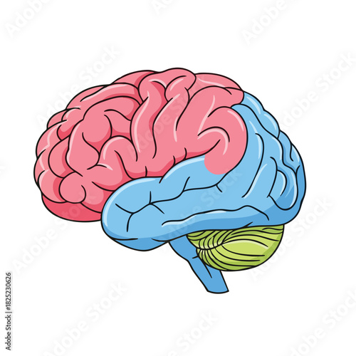 Detailed Anatomical Illustration of a Human Brain with Color-Coded Lobes