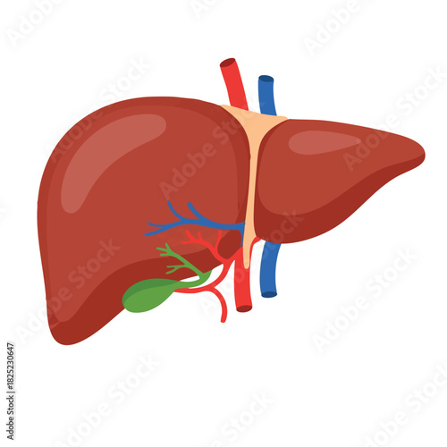 Detailed Anatomical Illustration of the Human Liver with Vessels and Gallbladder
