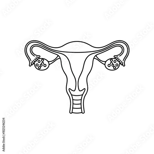 Line drawing of female reproductive system uterus and ovaries
