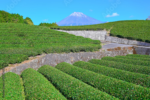 富士山　茶畑　大淵笹場　絶景　世界遺産　富士市　静岡　静岡県　大淵　緑　絶景　絶景スポット　観光名所　名所　観光地　風景　秋　景勝地　