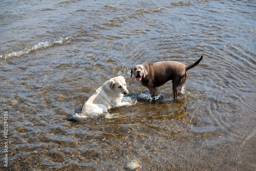 Two friendly dogs play in shallow water at a serene lakeside location on a sunny day, enjoying their time together and exploring nature