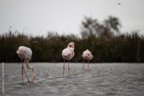 fenicotteri rosa camargue