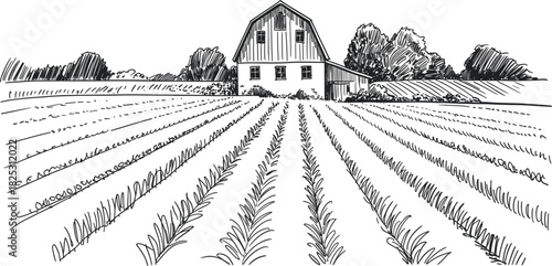 Detailed Farm Field Sketch Illustration, Hand Drawn Rows of Crops and Barn, Vintage Engraving Rural Agriculture Landscape Vector Graphic