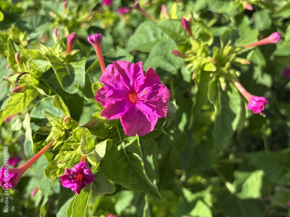 Fototapeta premium Vivid pink Four O'Clock (Mirabilis jalapa) flowers blooming among green leaves, known for opening in the late afternoon, creating a charming garden scene.