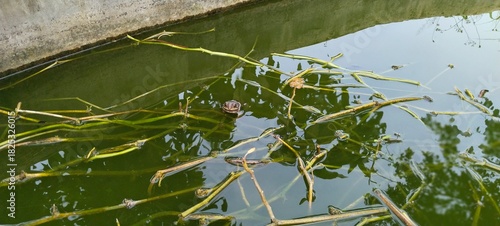 frog in the water