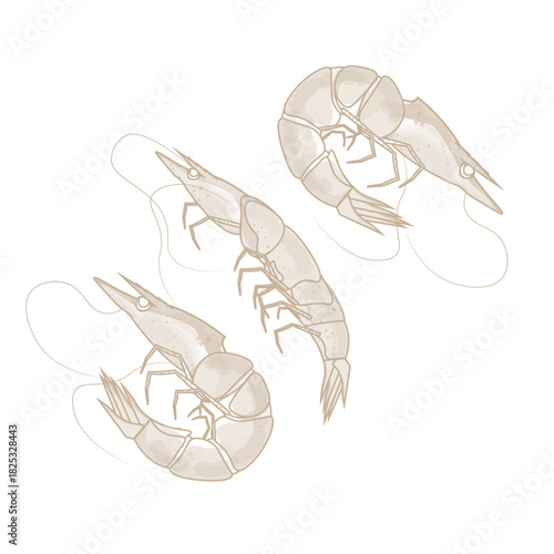 Vector Illustration Logo Line art Dried Shrimp 