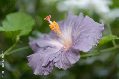 mauve hibiscus flower close-up