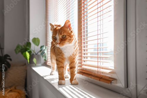 Fotografi Funny red cat on window sill at home