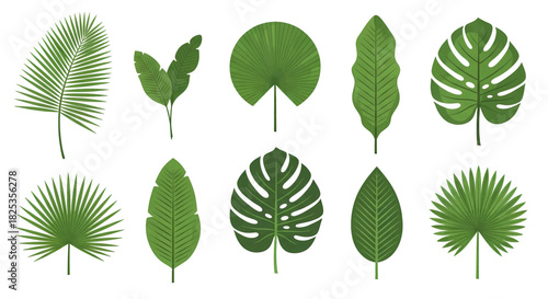 Set of diverse green tropical leaves including palm monstera and banana leaf types.