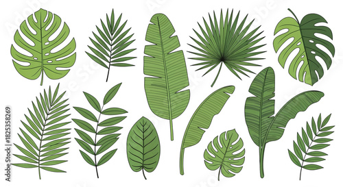 A hand-drawn style collection of various green tropical foliage including monstera and palm fronds.