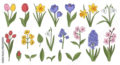 A colorful collection of hand-drawn spring flowers including tulips daffodils crocuses and hyacinths.