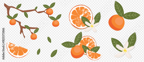Vector clipart: fresh oranges, tangerines on a branch, juicy slices, green leaves, and citrus flowers. An isolated set for summer design, packaging, and menus. PNG
