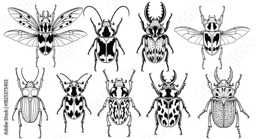 Collection of highly detailed, black and white illustrations of various exotic beetles and insects in a scientific, engraving-style line art.