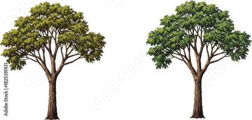 Realistic deciduous tree illustration, summer and autumn foliage, isolated nature design, eco friendly environment concept, CAD drawing flat vector illustration