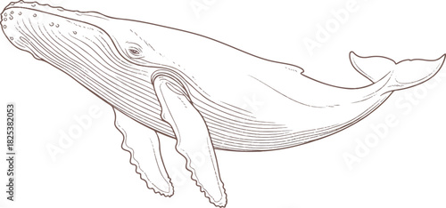  Majestic Humpback Whale: A detailed depiction of a majestic humpback whale gracefully navigating the ocean's depths, its sleek form a testament to the wonders of marine life.