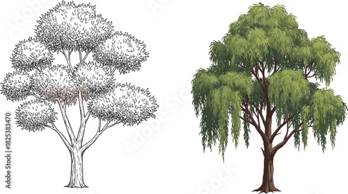 Green willow tree with foliage and hand drawn sketch, detailed botanical nature design, outdoor landscape element, cad drawing flat vector illustration