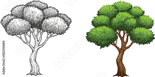 Green tree and sketch tree, detailed foliage illustration, hand drawn plant, natural forest artwork, botanical vector, cad drawing flat vector illustration