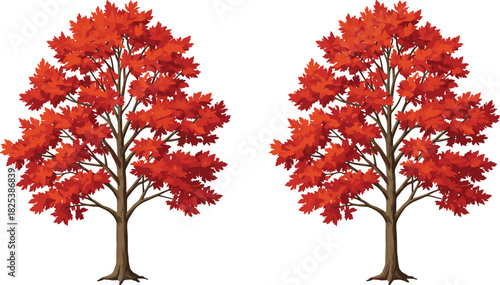 Autumn red maple trees with vibrant foliage, seasonal nature landscape design, eco friendly outdoor plant, cad drawing flat vector illustration
