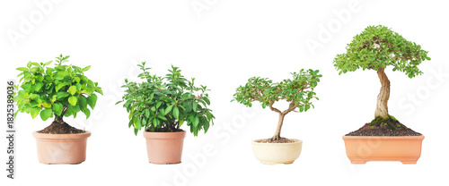 A serene arrangement of four distinct bonsai plants in various pots. their unique shapes and sizes against a clean white background. ideal for nature enthusiasts and gardening inspiration