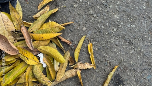 pile of dry leaf litter. Dried yellow and brown mango leaves rests on the left side of rough asphalt or concrete pavement