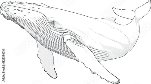  Majestic Whale: A magnificent whale gracefully gliding through the ocean depths, a symbol of the vast and mysterious marine world. 