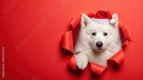 A fluffy white Samoyed dog wearing a red Santa hat peeks through a torn red paper backdrop. The scene captures a festive Christmas spirit with a playful animal.