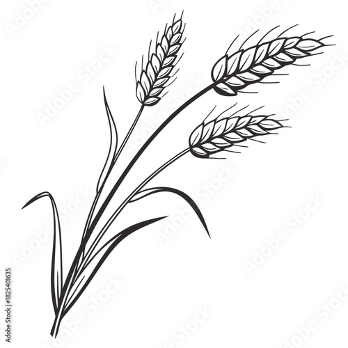 Illustration of three wheat stalks in black and white outline