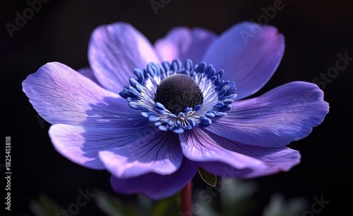Close-up of a single purple flower with layered velvety petals and a dark textured center ringed by blue-tipped stamens, softly lit against a deep blurred background, evoking serene delicate beauty