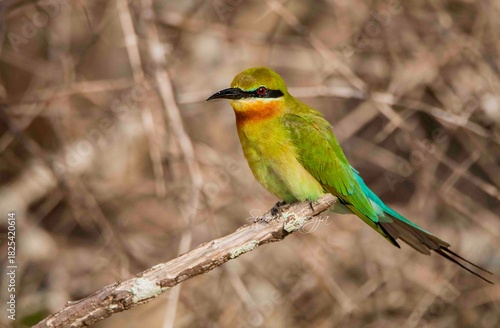 Sri Lankan birds in the wild 