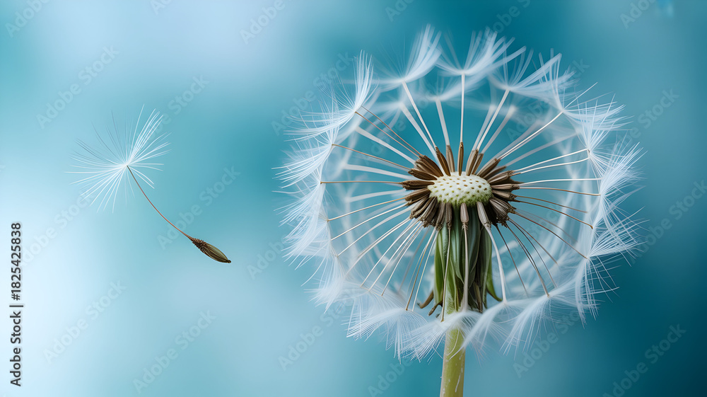 Fototapeta premium Dandelion puffball illustration with a single seed released and carried by the wind against a serene blue background