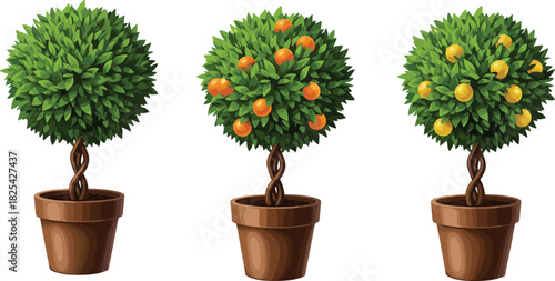 Topiary tree, twisted trunk, potted plant, green foliage, orange fruit, yellow fruit, botanical, decorative, garden,cor