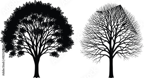 Black silhouette vector illustration comparing two deciduous trees: one in full foliage and one bare, representing the seasons of summer and winter, nature, and growth cycle on white.