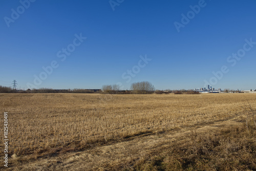A Field of Wheat in the Autumn
