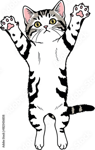 Playful Tabby Cat Reaching Up Against White Background