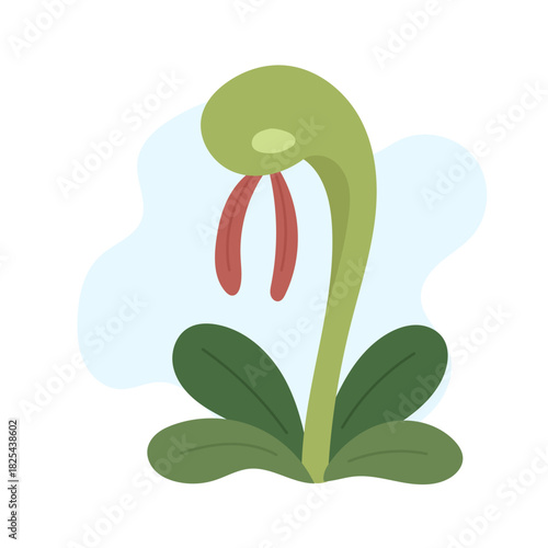 Cobra lily rising in stylized form, cobra lily creating bold carnivorous accent for modern nature art, vibrant shapes boosting interest and enhancing trendy botanical mood for creative design needs.
