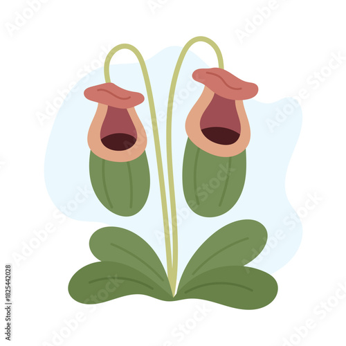 Nepenthes forming two rounded pitchers, nepenthes adding gentle carnivorous charm in soft vector style, warm shapes enhancing trendy botanical aesthetic perfect for modern creative nature themes.